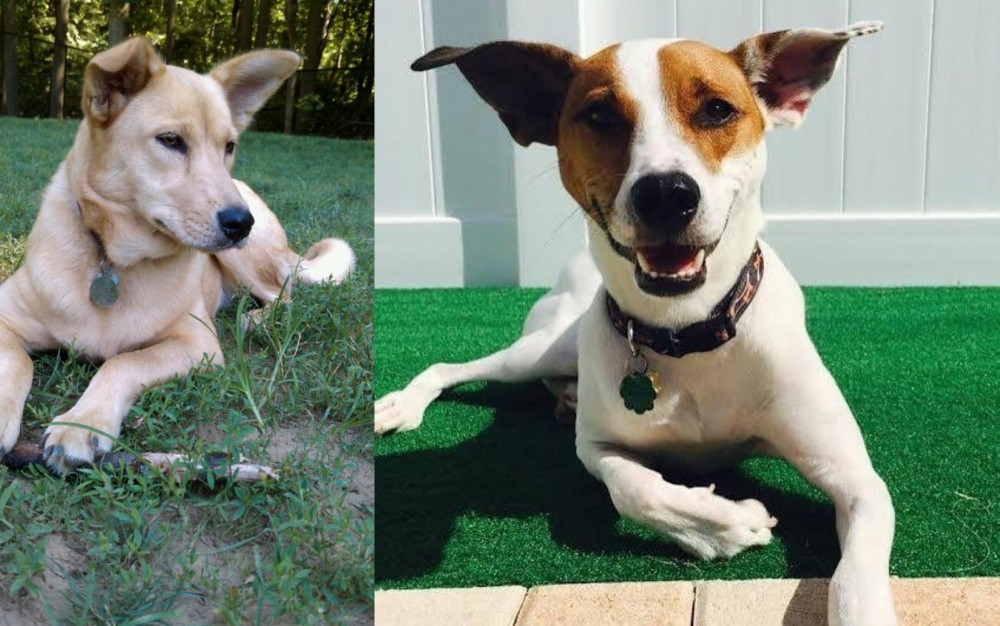 Feist vs Carolina Dog - Breed Comparison