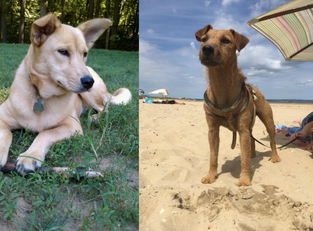 Fell Terrier vs Carolina Dog - Breed Comparison