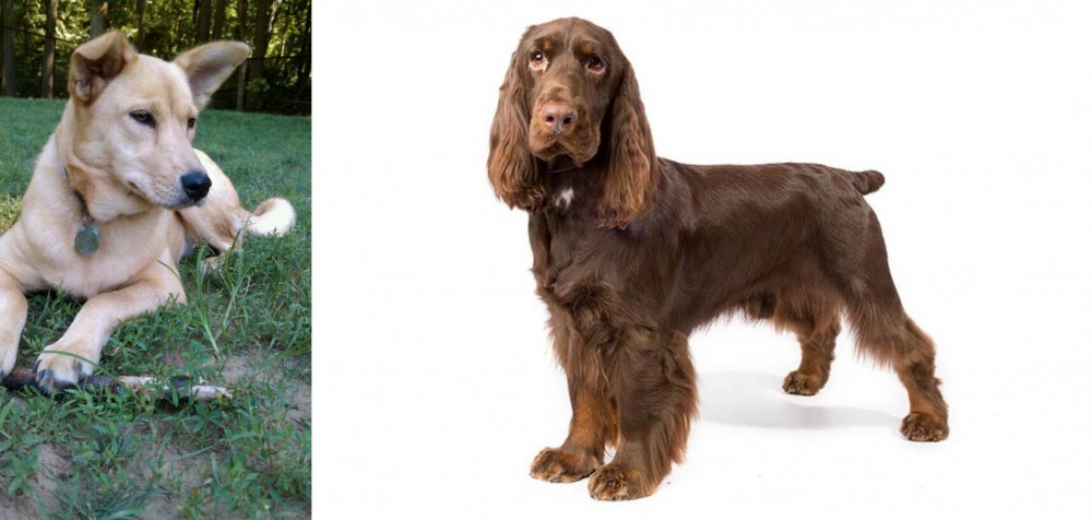 Field Spaniel vs Carolina Dog - Breed Comparison