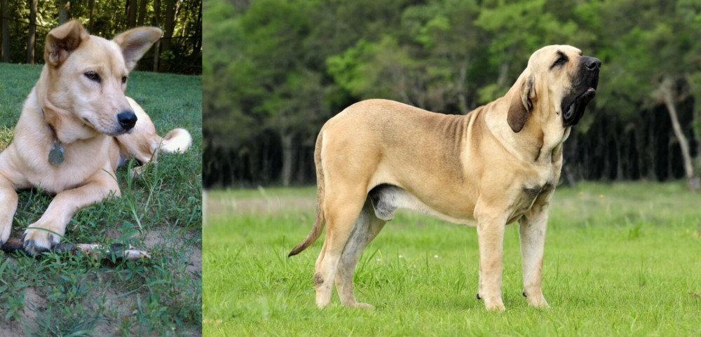 Fila Brasileiro vs Carolina Dog - Breed Comparison