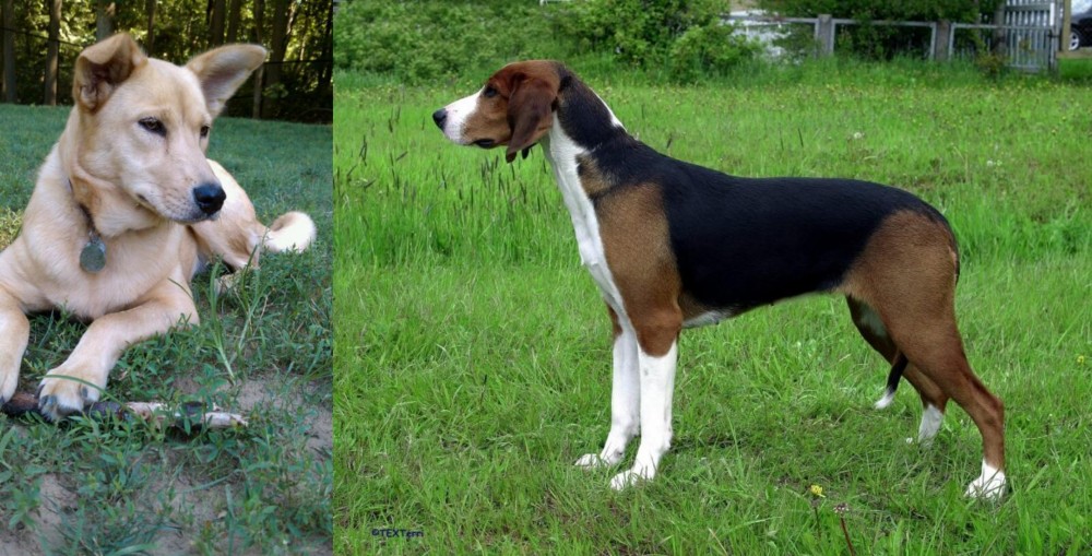 Finnish Hound vs Carolina Dog - Breed Comparison
