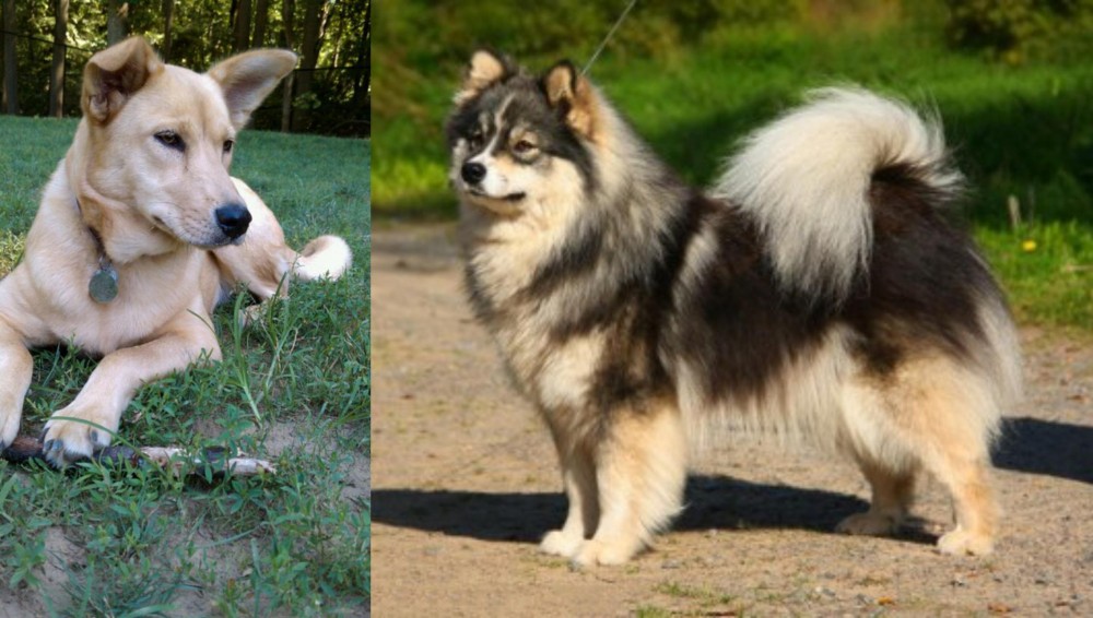 Finnish Lapphund vs Carolina Dog - Breed Comparison