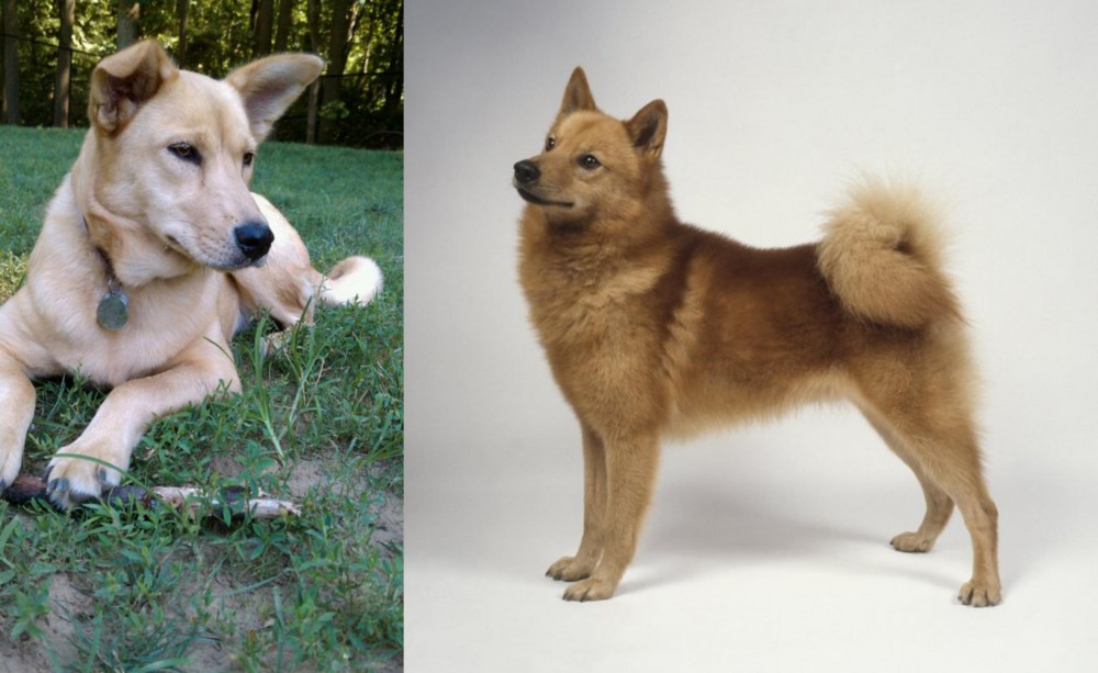 Finnish Spitz vs Carolina Dog - Breed Comparison