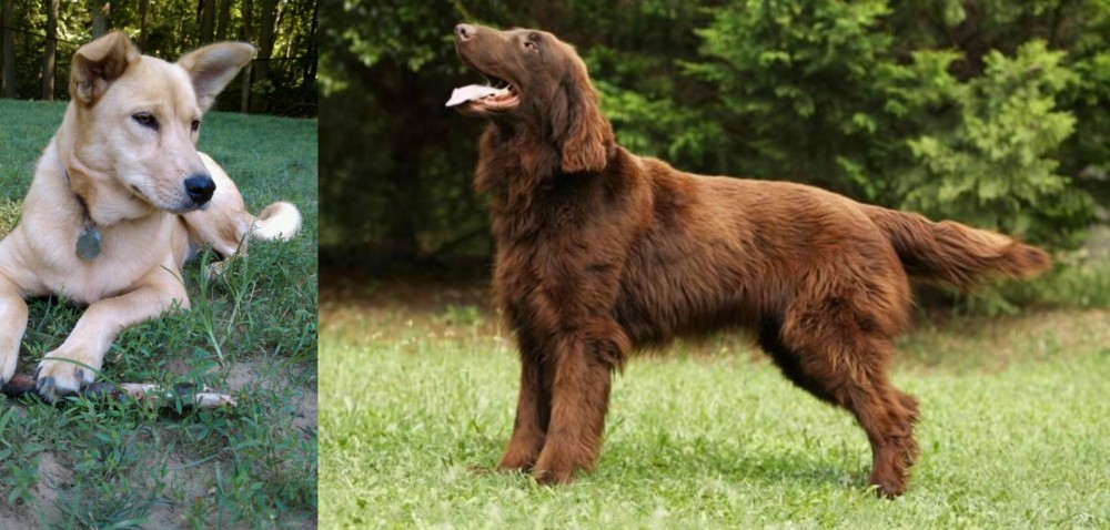 Flat-Coated Retriever vs Carolina Dog - Breed Comparison