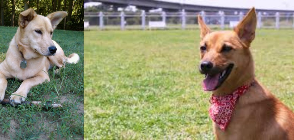 Formosan Mountain Dog vs Carolina Dog - Breed Comparison