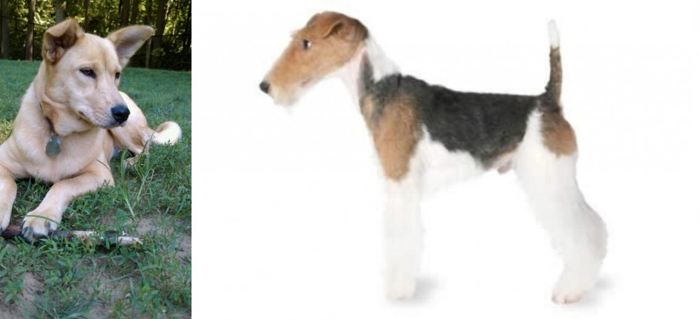 Fox Terrier vs Carolina Dog - Breed Comparison