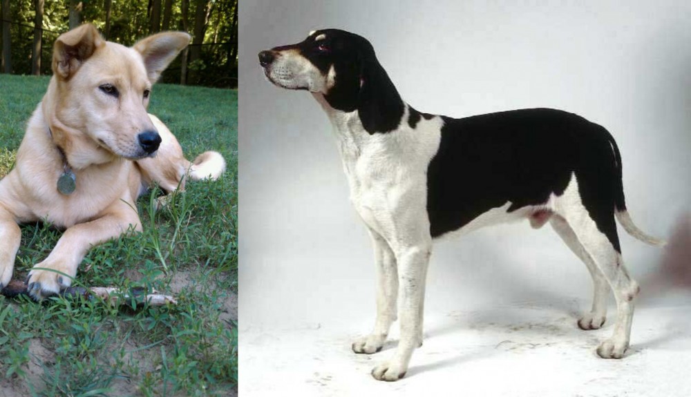 Francais Blanc et Noir vs Carolina Dog - Breed Comparison