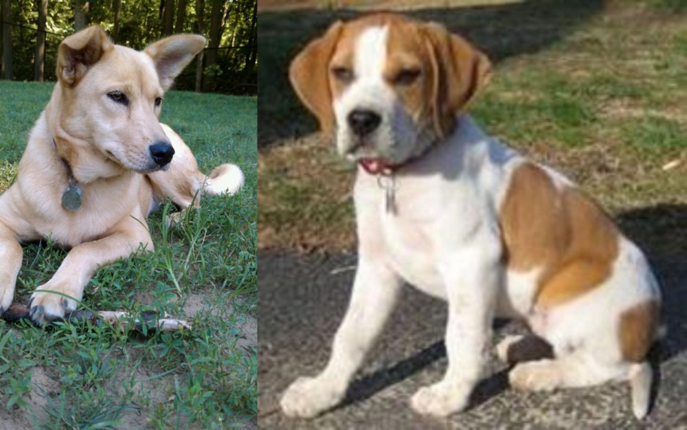 Francais Blanc et Orange vs Carolina Dog - Breed Comparison