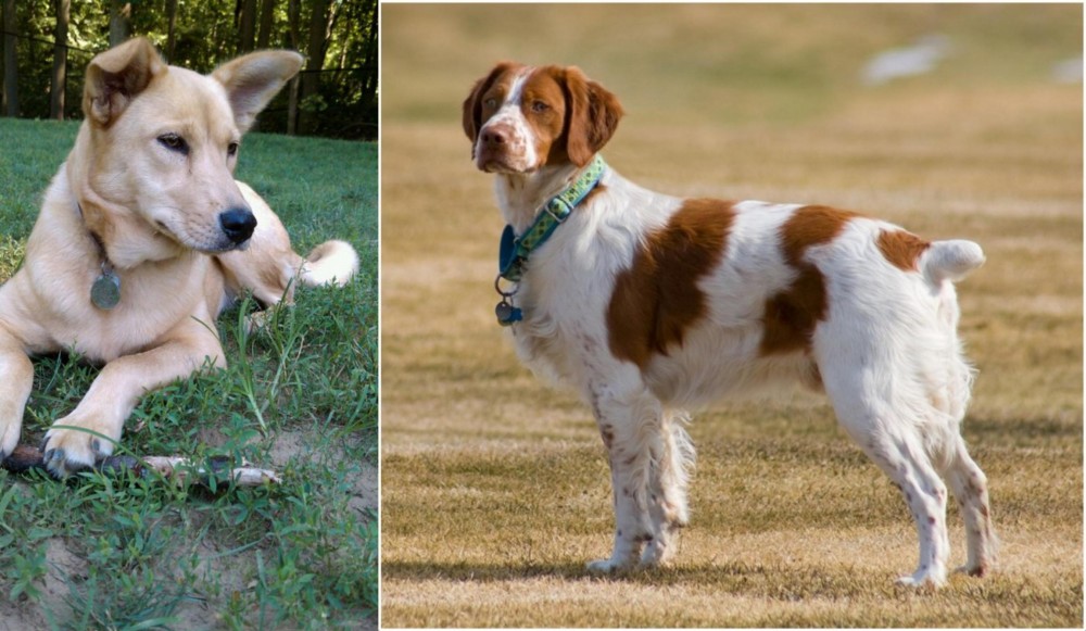 French Brittany vs Carolina Dog - Breed Comparison