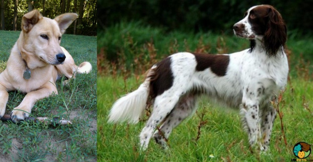 French Spaniel vs Carolina Dog - Breed Comparison