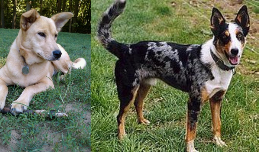 German Coolie vs Carolina Dog - Breed Comparison