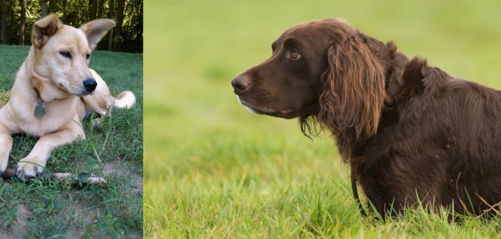 German Longhaired Pointer vs Carolina Dog - Breed Comparison