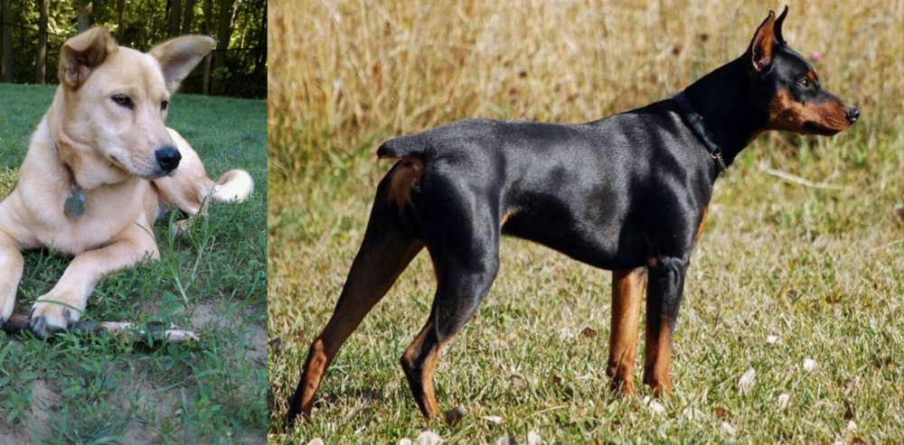 German Pinscher vs Carolina Dog - Breed Comparison