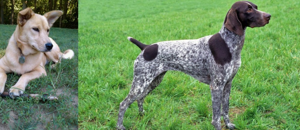 German Shorthaired Pointer vs Carolina Dog - Breed Comparison
