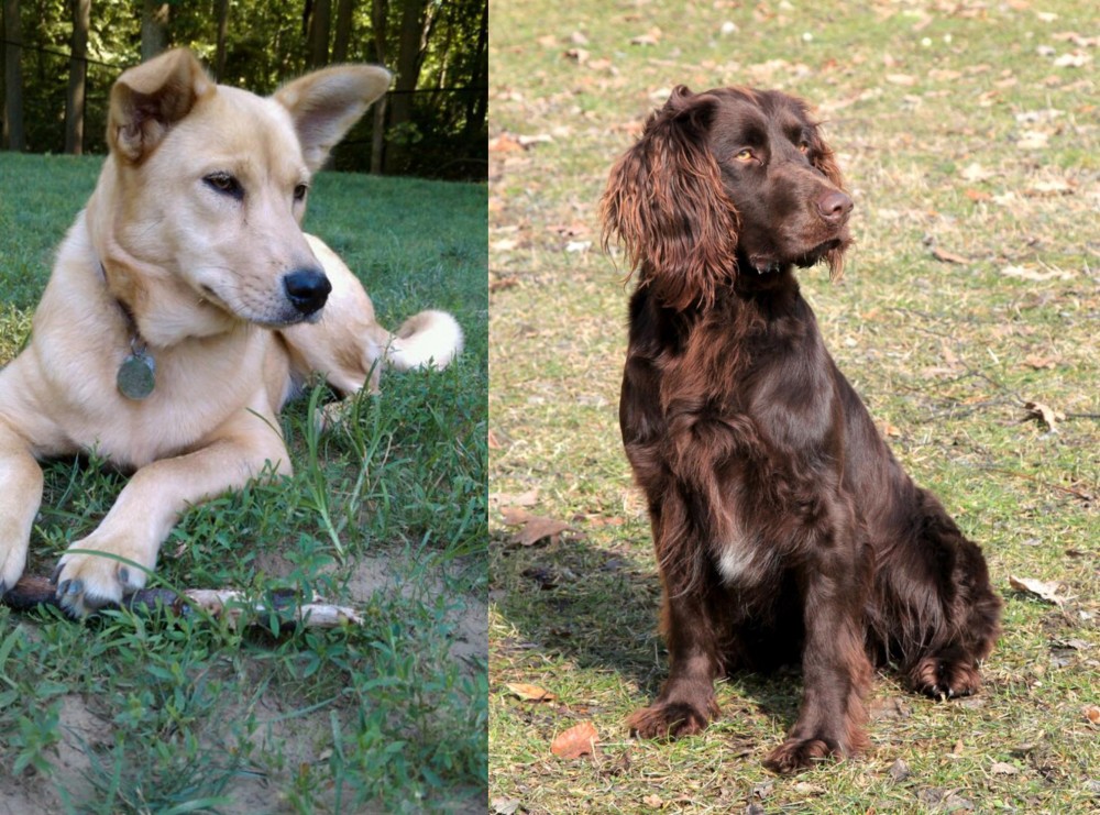 German Spaniel vs Carolina Dog - Breed Comparison