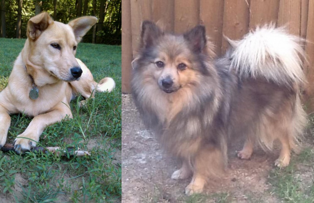 German Spitz (Mittel) vs Carolina Dog - Breed Comparison