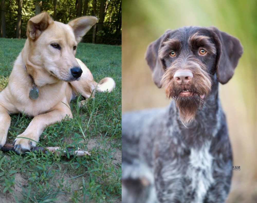 German Wirehaired Pointer vs Carolina Dog - Breed Comparison