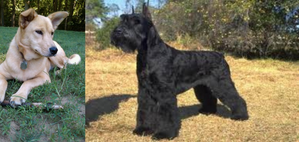 Giant Schnauzer vs Carolina Dog - Breed Comparison