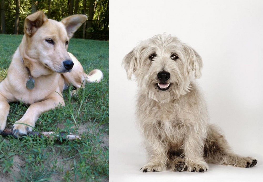 Glen of Imaal Terrier vs Carolina Dog - Breed Comparison