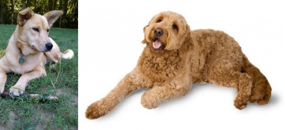 Golden Doodle vs Carolina Dog - Breed Comparison