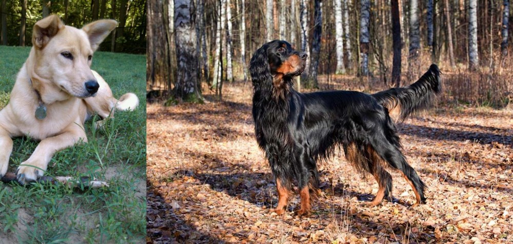 Gordon Setter vs Carolina Dog - Breed Comparison