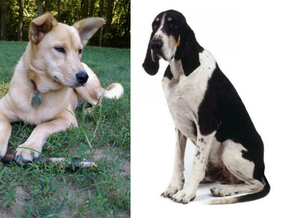 Grand Anglo-Francais Blanc et Noir vs Carolina Dog - Breed Comparison