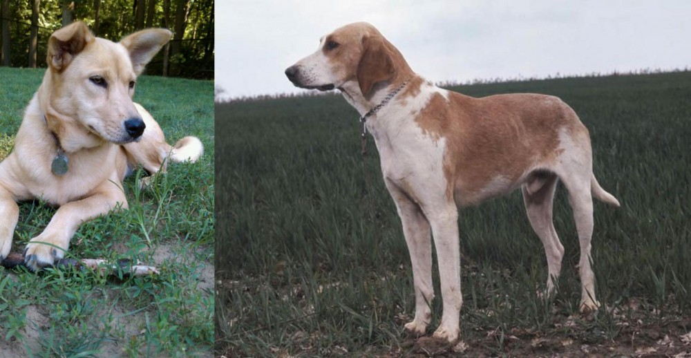 Grand Anglo-Francais Blanc et Orange vs Carolina Dog - Breed Comparison