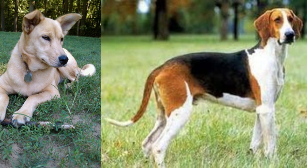 Grand Anglo-Francais Tricolore vs Carolina Dog - Breed Comparison