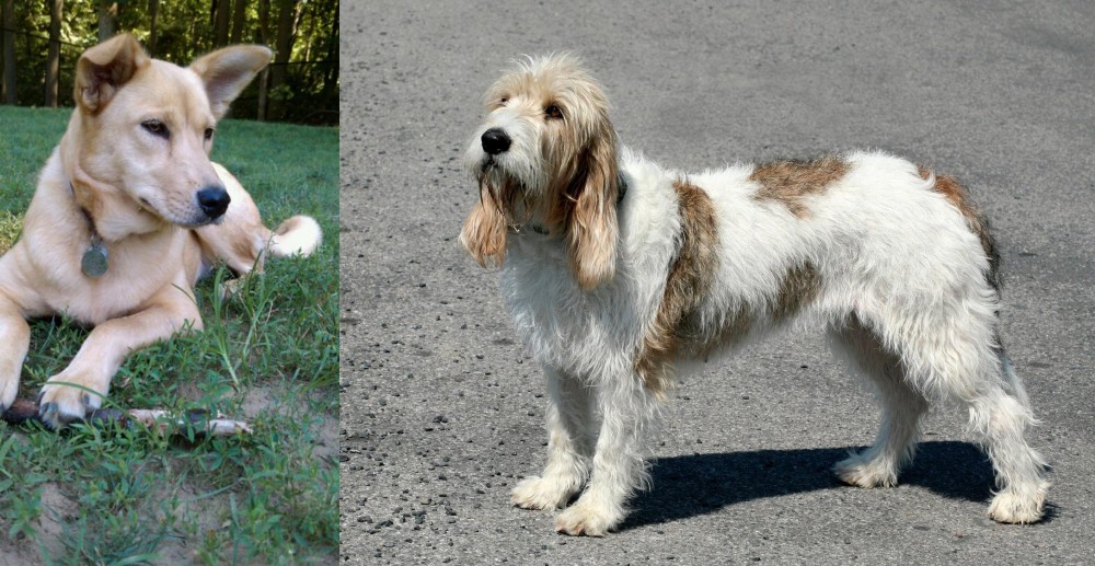 Grand Basset Griffon Vendeen vs Carolina Dog - Breed Comparison