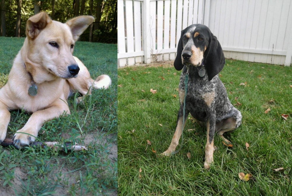 Grand Bleu de Gascogne vs Carolina Dog - Breed Comparison