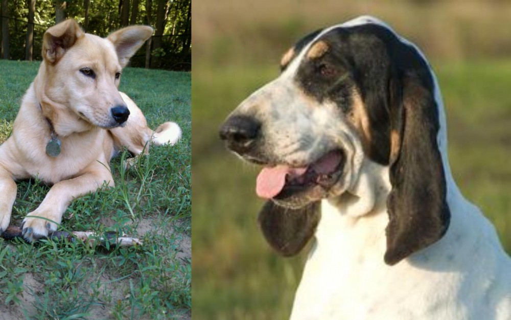 Grand Gascon Saintongeois vs Carolina Dog - Breed Comparison