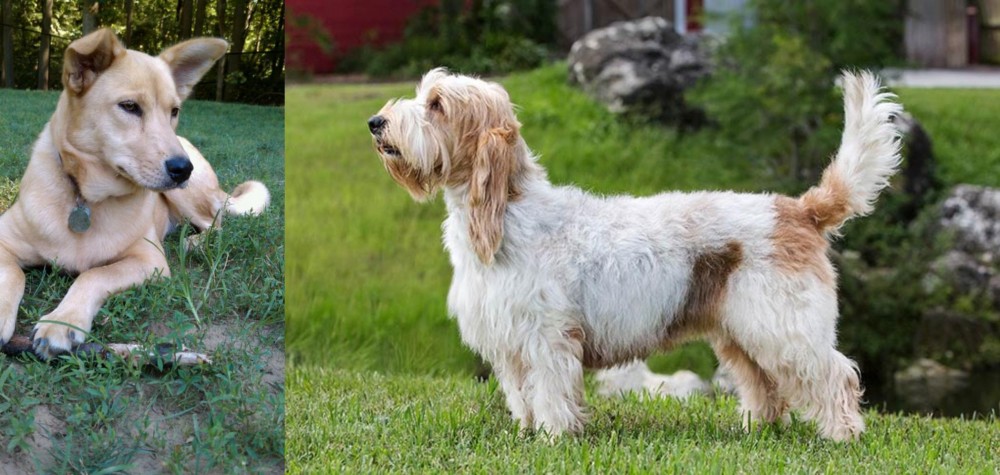 Grand Griffon Vendeen vs Carolina Dog - Breed Comparison