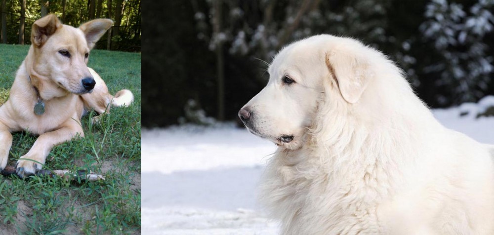 Great Pyrenees vs Carolina Dog - Breed Comparison
