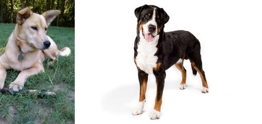 Greater Swiss Mountain Dog vs Carolina Dog - Breed Comparison