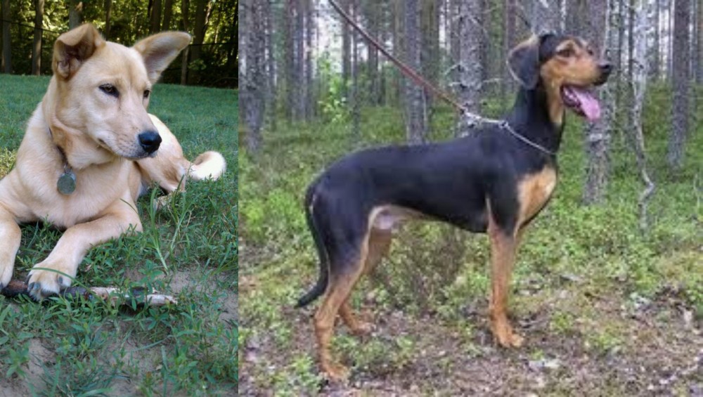 Greek Harehound vs Carolina Dog - Breed Comparison