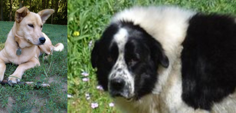Greek Sheepdog vs Carolina Dog - Breed Comparison
