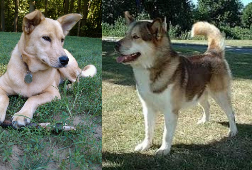 Greenland Dog vs Carolina Dog - Breed Comparison