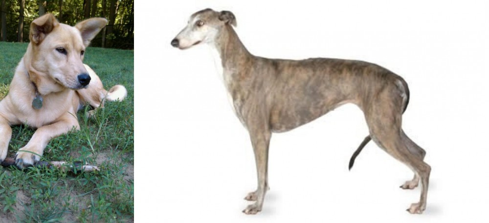 Greyhound vs Carolina Dog - Breed Comparison