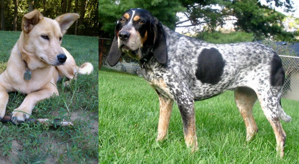 Griffon Bleu de Gascogne vs Carolina Dog - Breed Comparison