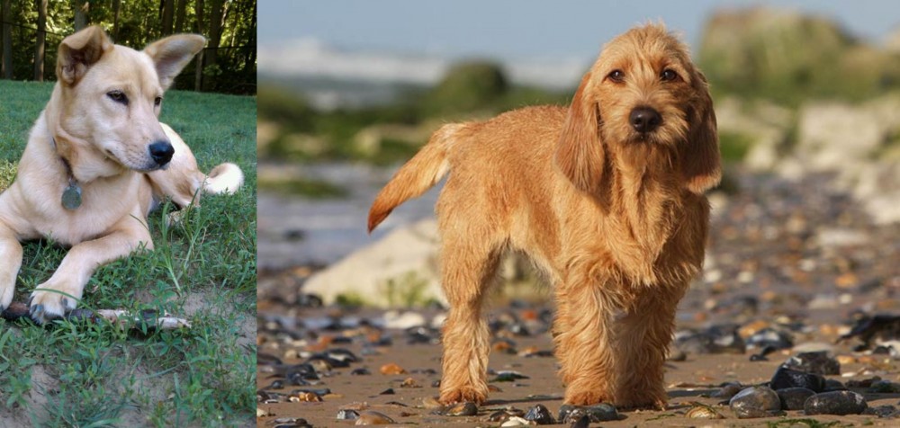 Griffon Fauve de Bretagne vs Carolina Dog - Breed Comparison