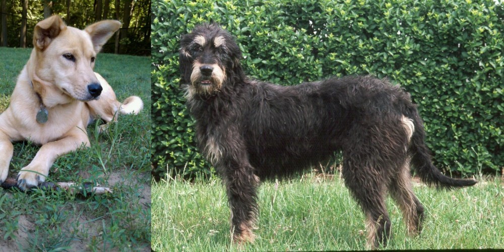 Griffon Nivernais vs Carolina Dog - Breed Comparison