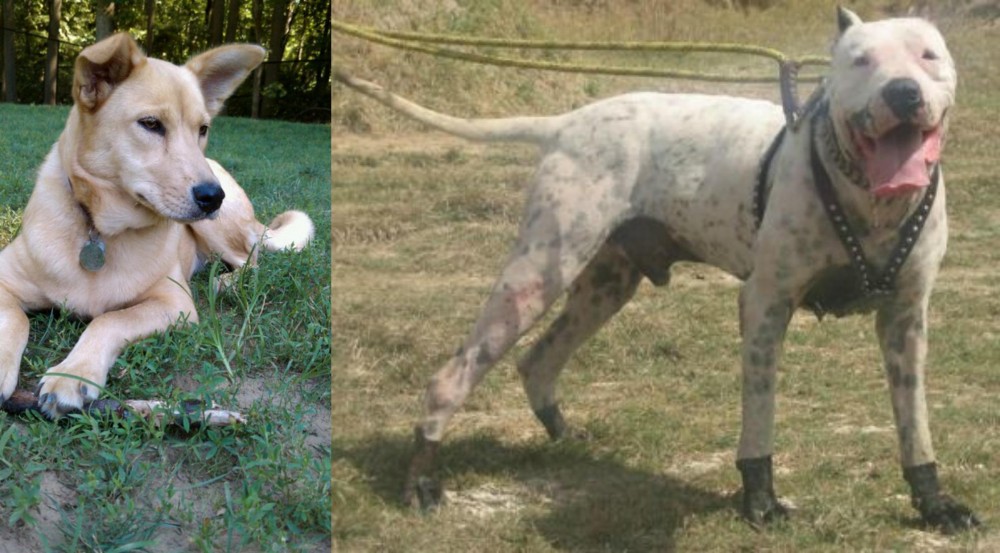 Gull Dong vs Carolina Dog - Breed Comparison