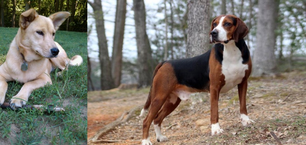 Hamiltonstovare vs Carolina Dog - Breed Comparison