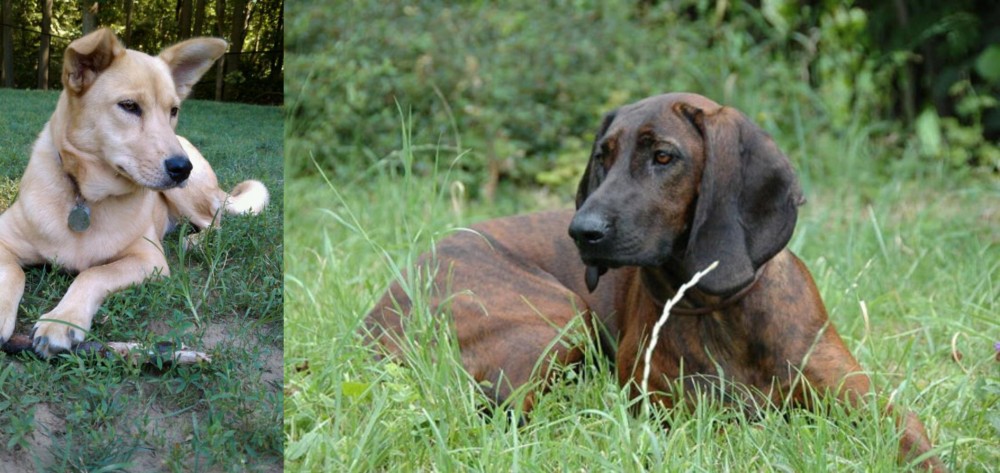 Hanover Hound vs Carolina Dog - Breed Comparison
