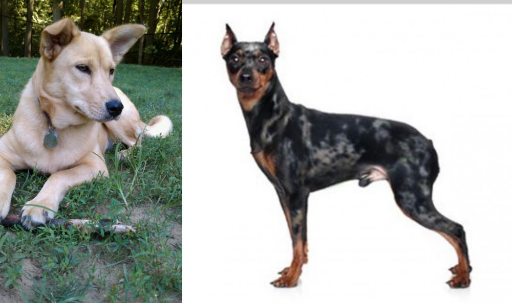 Harlequin Pinscher vs Carolina Dog - Breed Comparison