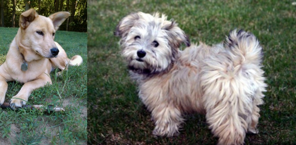 Havapoo vs Carolina Dog - Breed Comparison