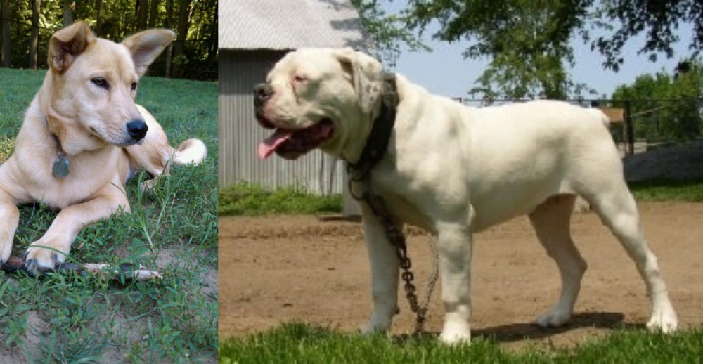 Hermes Bulldogge vs Carolina Dog - Breed Comparison