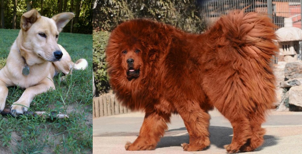 Himalayan Mastiff vs Carolina Dog - Breed Comparison
