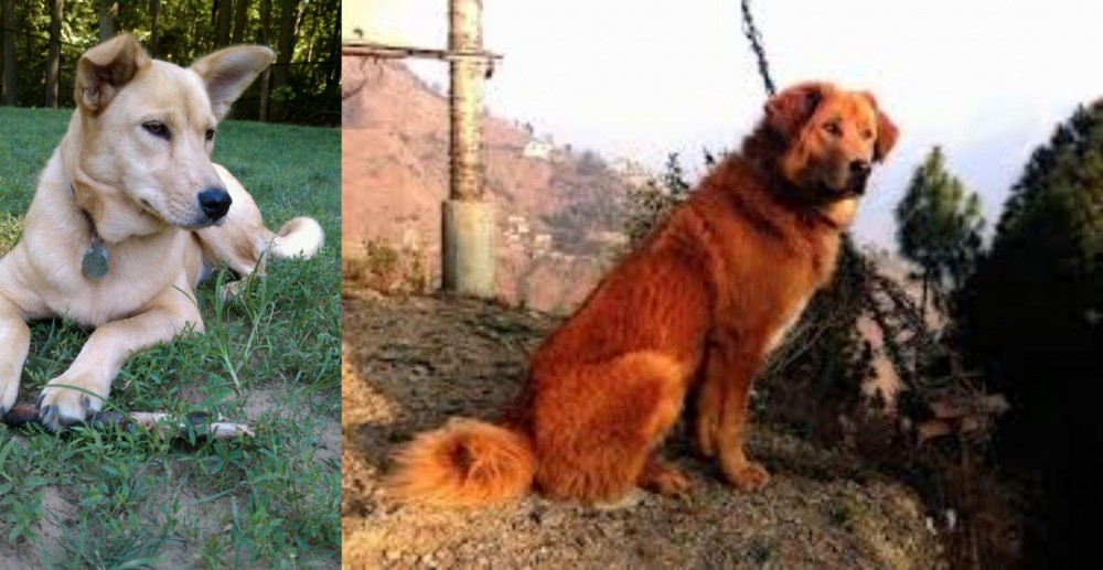 Himalayan Sheepdog vs Carolina Dog - Breed Comparison