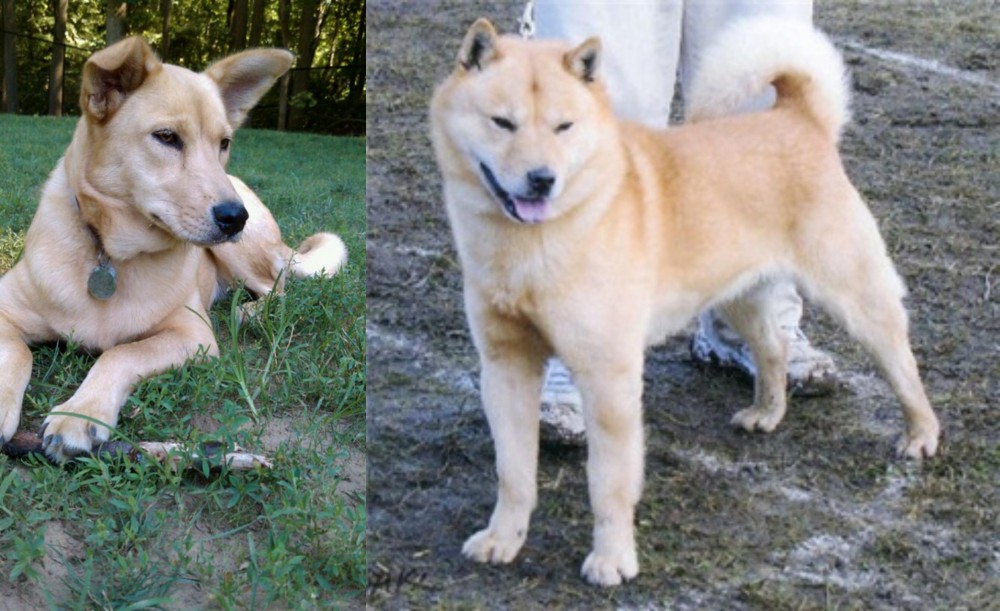 Hokkaido vs Carolina Dog - Breed Comparison